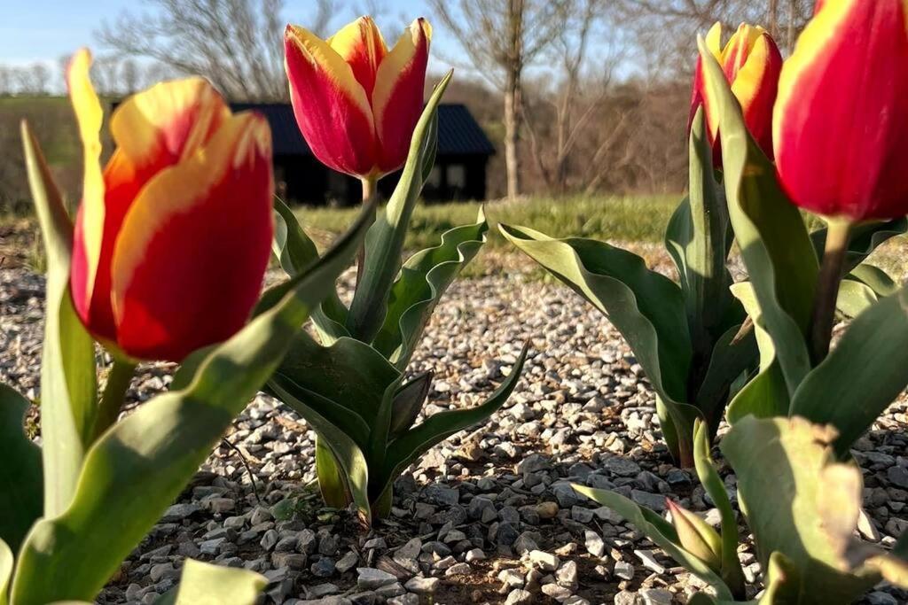 #4 Kentucky Bourbon Trail Bourbon Barrel Cottages Lawrenceburg Екстер'єр фото